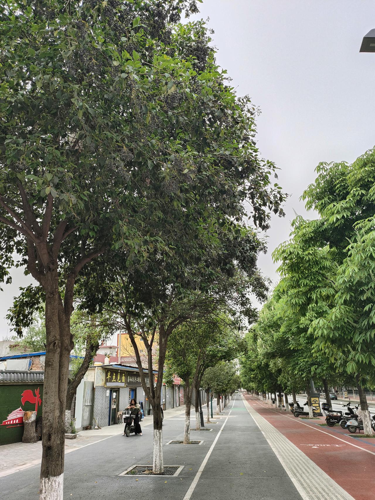 今日分享随手拍照片走在这样的街道上，连风都变得慢悠悠的。树影婆娑，把日子也滤得温