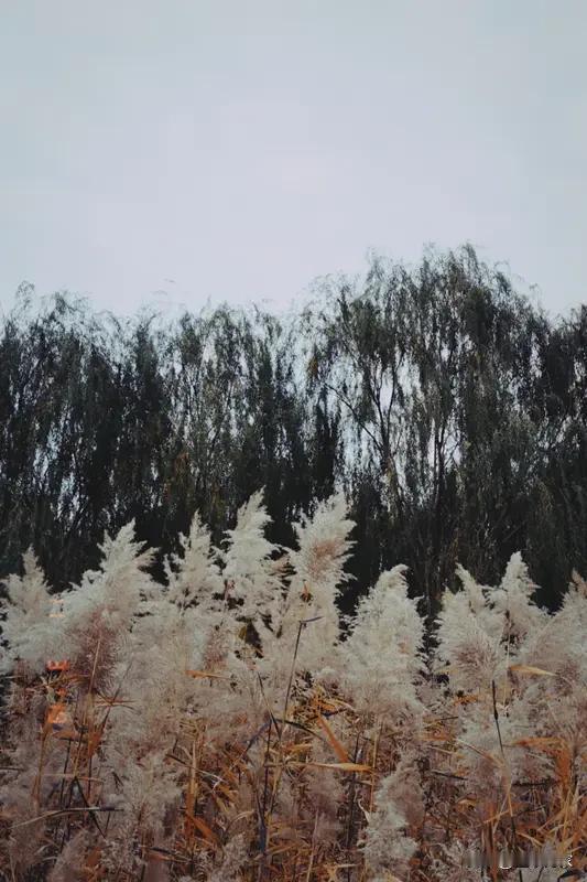 最近随手一拍，竟拍到了超有氛围感的画面！本以为冬日是单调匮乏的，可眼前这一幕却狠