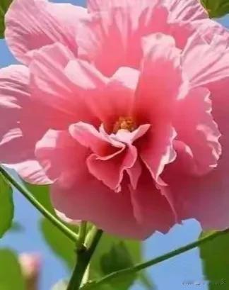 一朵成都簇桥公园，芙蓉花献给大家，这个时段正是赏花的好去处。