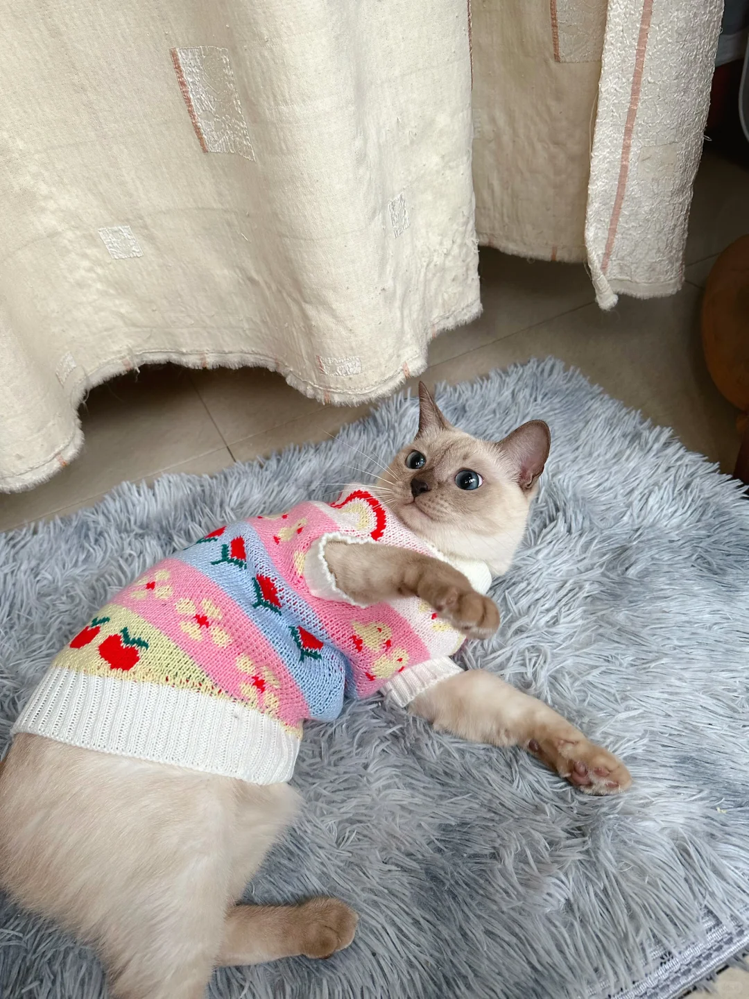 暹罗猫你别太可爱了！