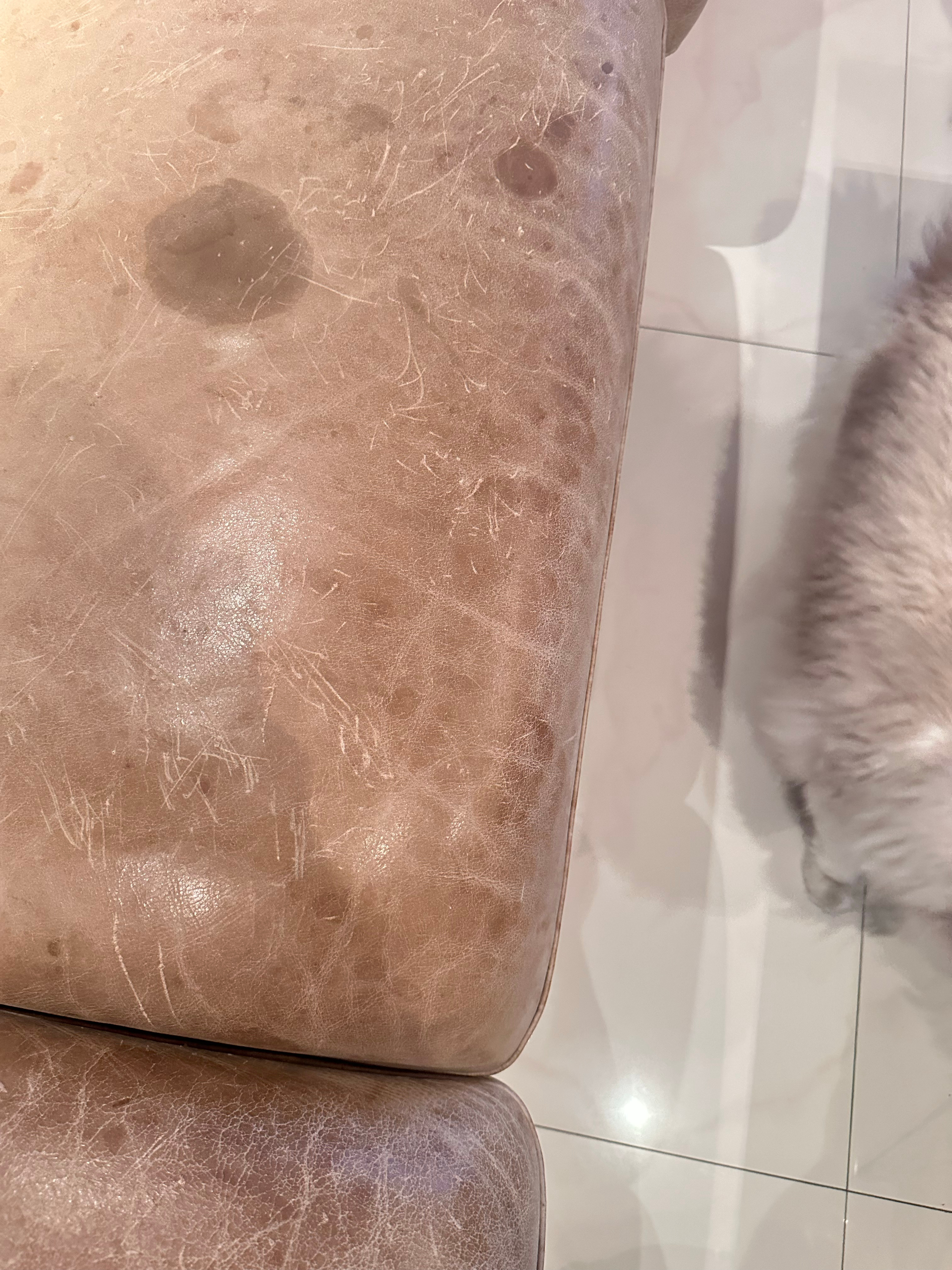 这个小猫无法无天了 ​​​