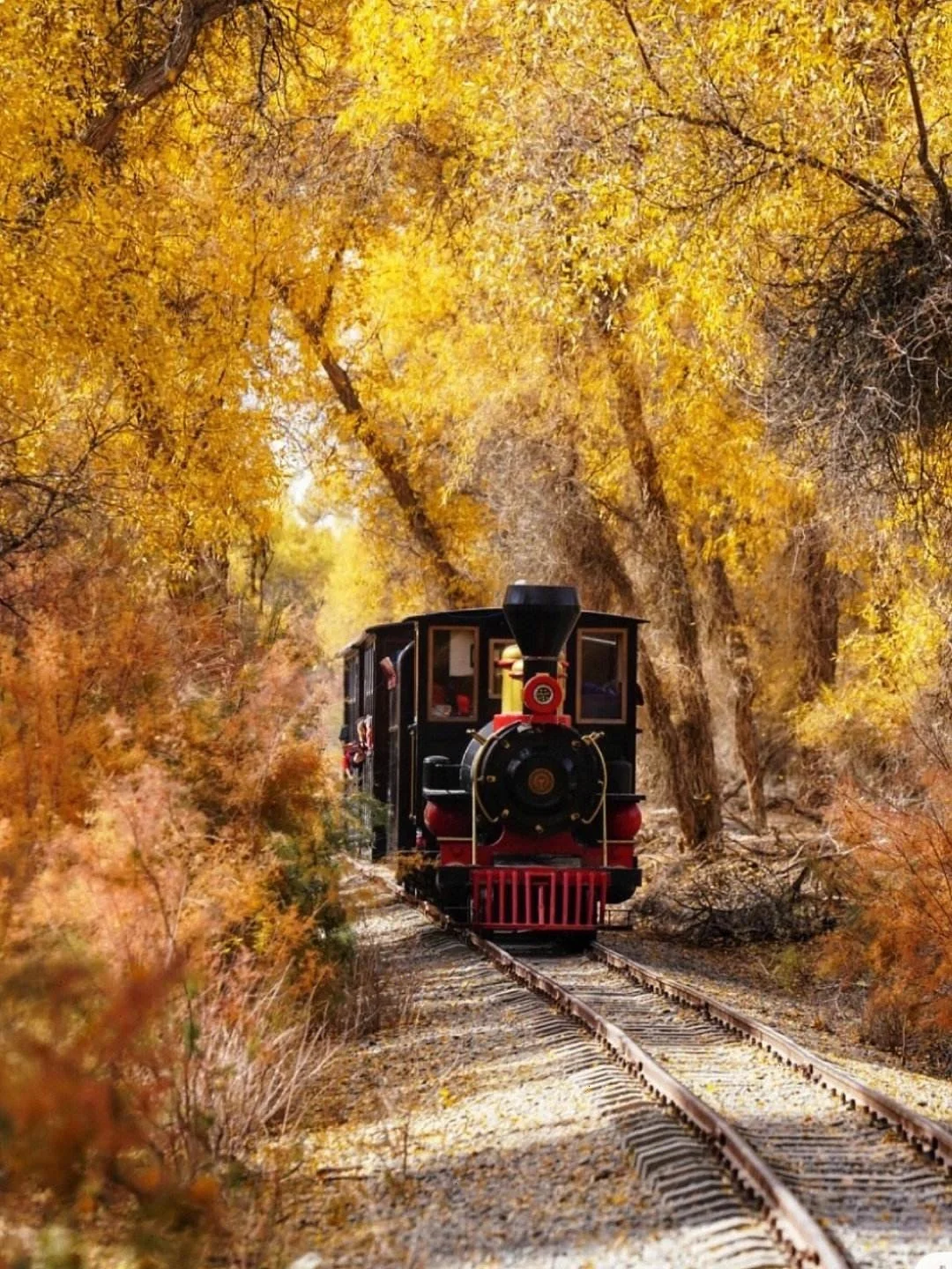 9-10月金秋北疆，不错过被金黄渲染的喀纳斯