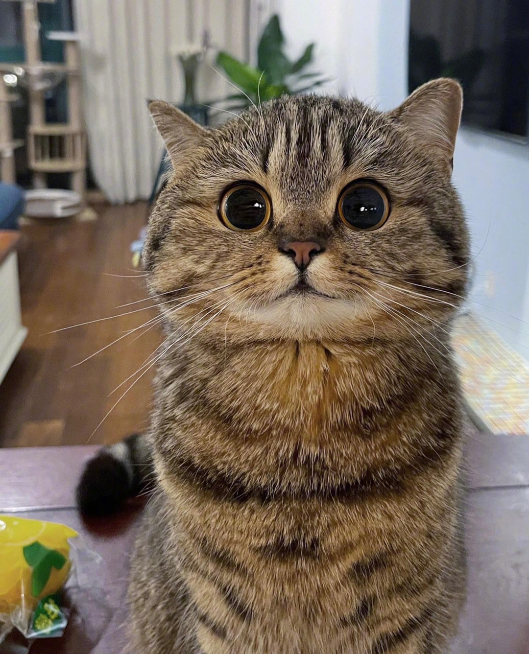 这么可爱的小猫咪