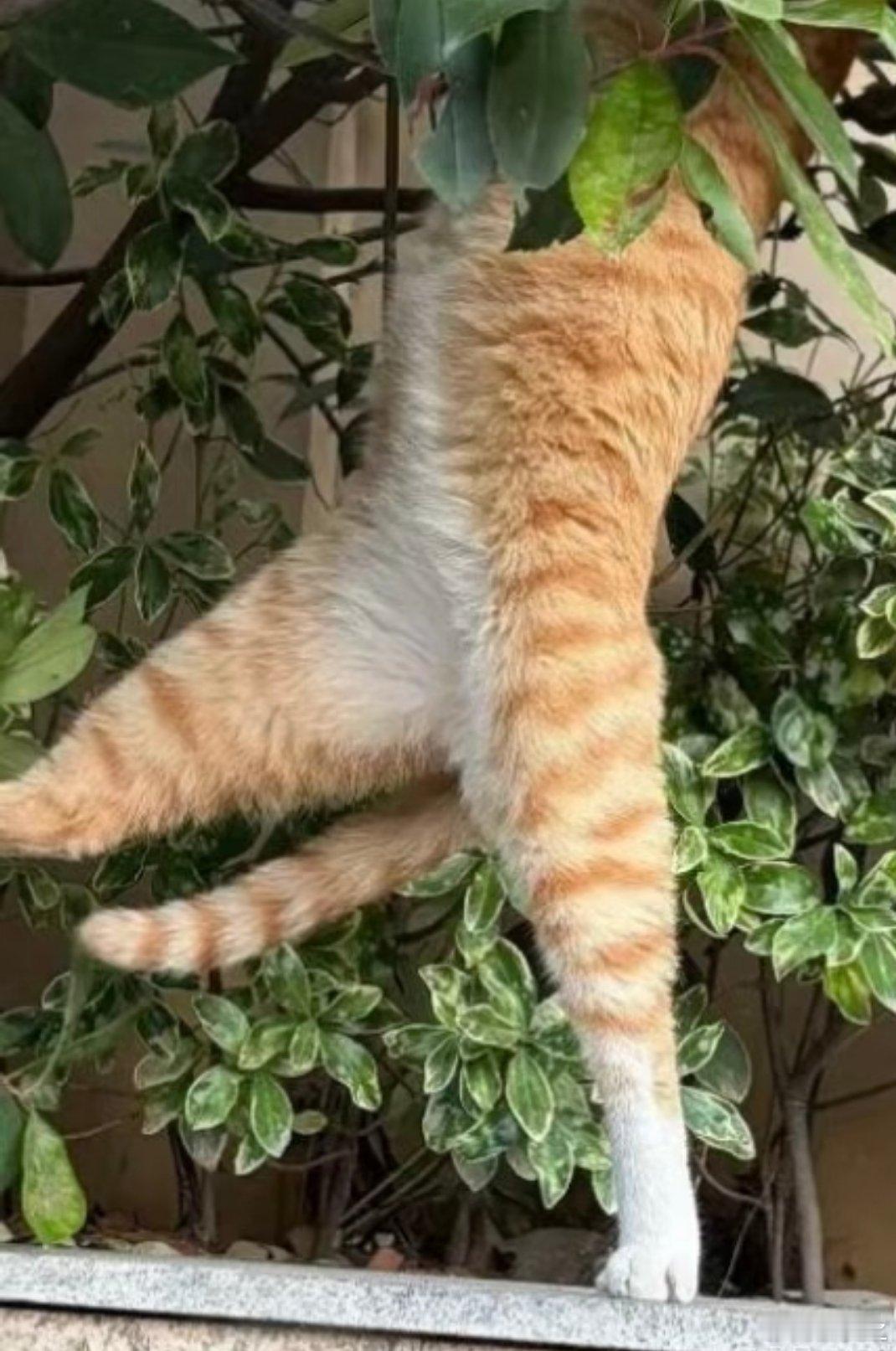 这猫是有点功夫的，单脚稳 