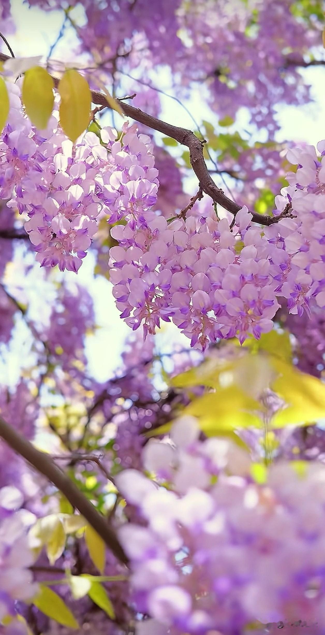 阳光穿过紫藤花的花穗，把春日的温柔都揉进了这抹紫雾里，风一吹，连空气都裹着清甜的