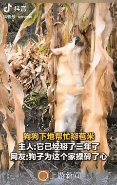 别再说动物不懂报恩了！黑龙江这只土狗，把“双向的好”玩明白了——主人带它去摘玉米