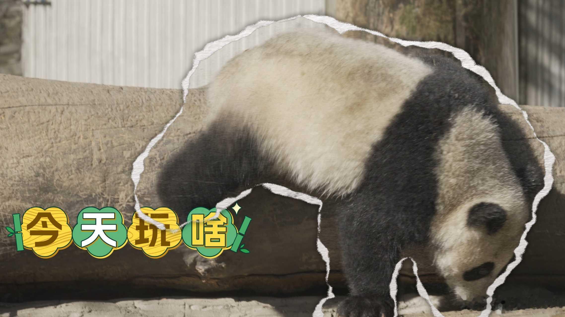 【大熊猫在成都的出国体检记录】到绵阳看回国的熊猫福娃和凤仪可爱的大熊猫，总是一看