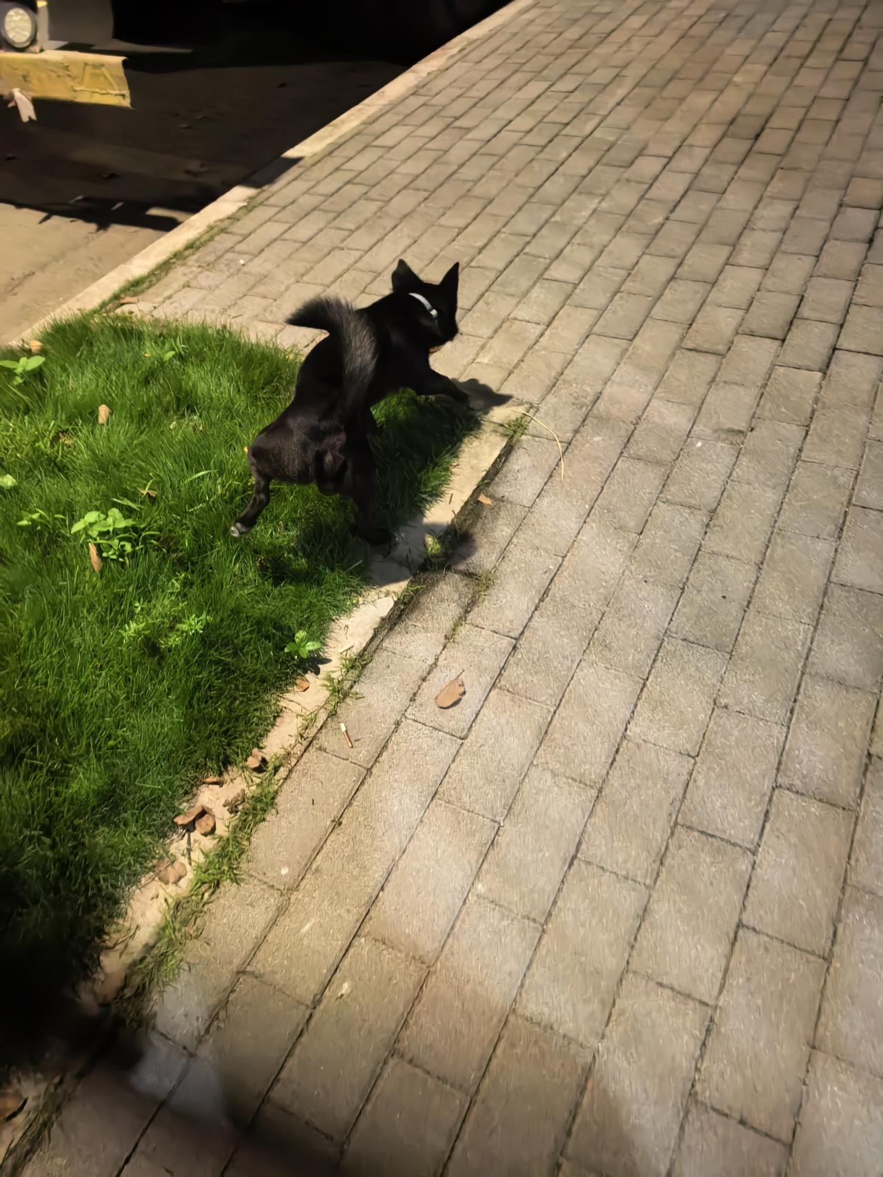 山西狗主人被杀案，有可能催生“动物饲养法”。
案件是狗咬人，被摔死。狗主人带几人