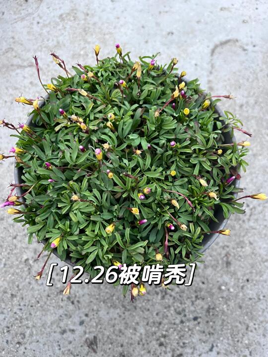 被啃秃的桃之辉也有春天