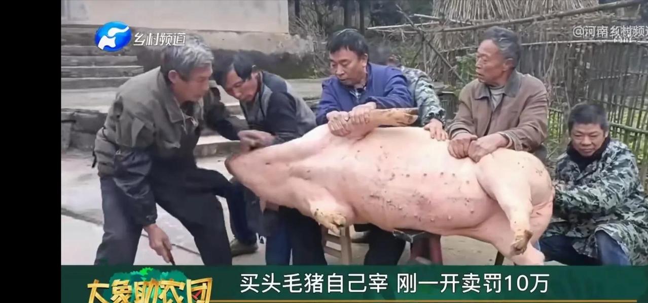 有权的任性！云南文山，一女子为了给生病的孩子买药，购买一头毛猪，在家中屠宰后在村