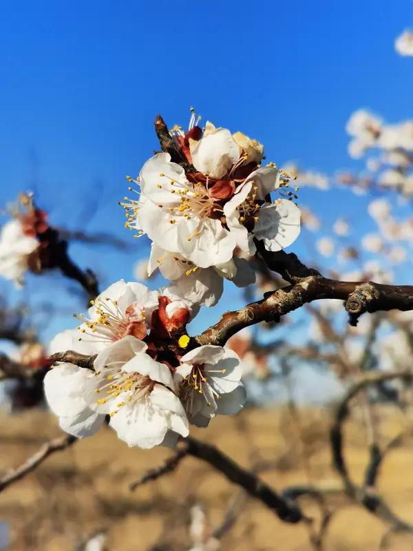 这首《七绝•春色未央》简直把春日美景写活了！“杏挽长桥落瓣轻”，仿佛能看到杏花在