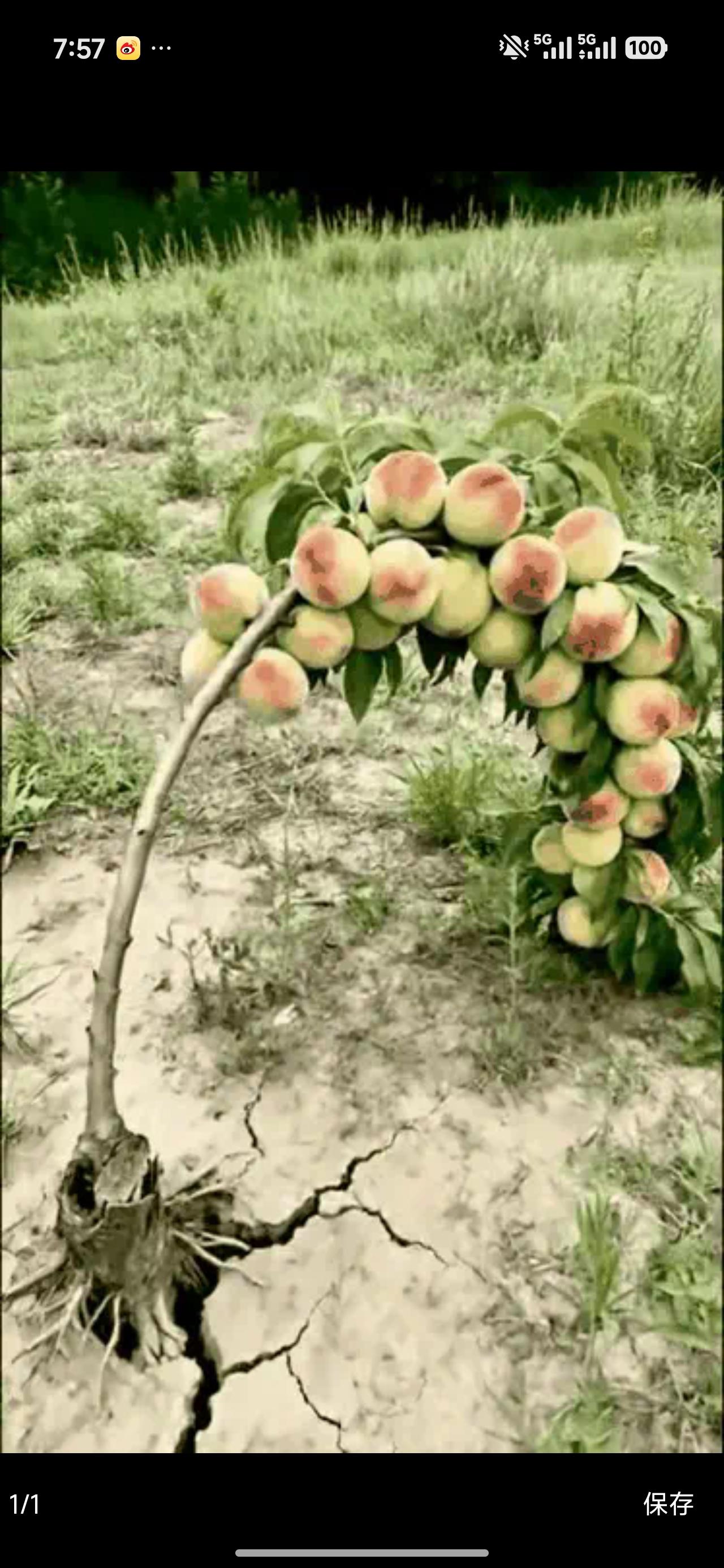 你看看这棵小树苗你就感觉你不累了，努力的生存下去吧