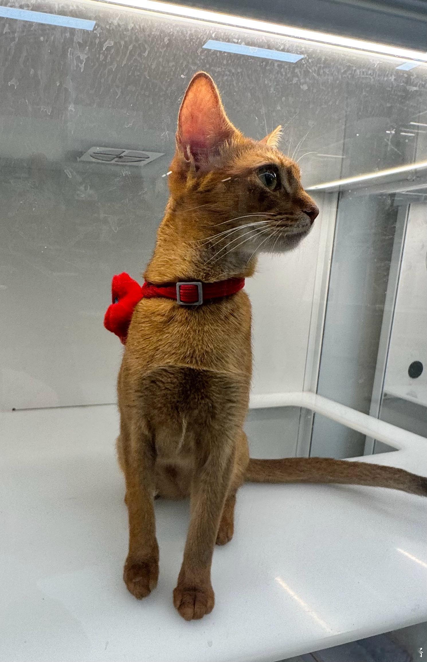 现在猫都可以按月租，这只猫价格12000，🈷️租金688咋样？这是啥品种？望京