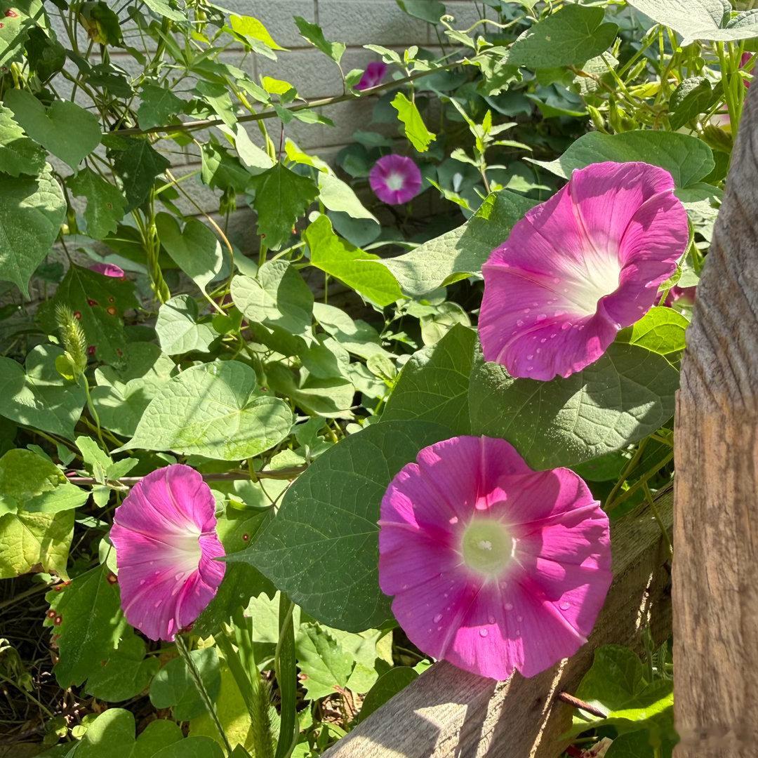 牵牛花 