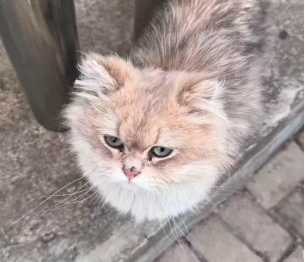 锦州医科大学虐猫同学投稿：校内发生多起虐猫现象，极其变态，目前校方没有做出回应 