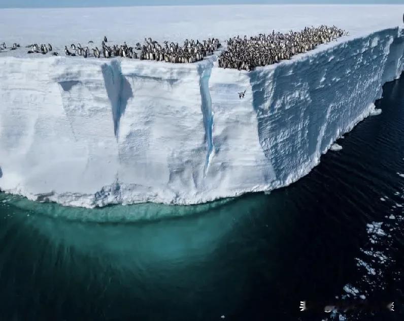 国家地理：小企鹅从厚冰层跳水！

地球的南极 南极秘境 南极洲变绿 一秒到南极 