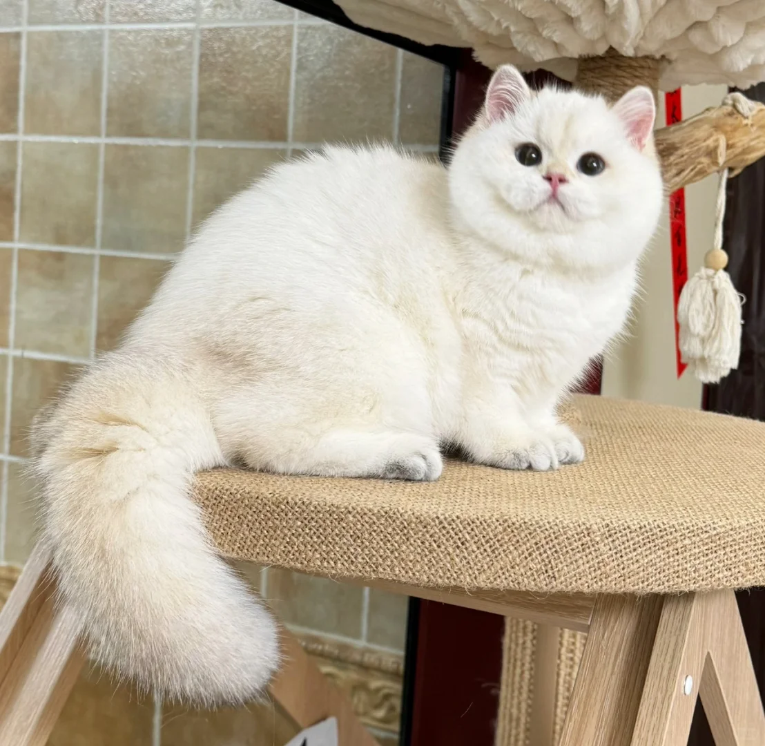 谁家小猫脸那么大呀💓