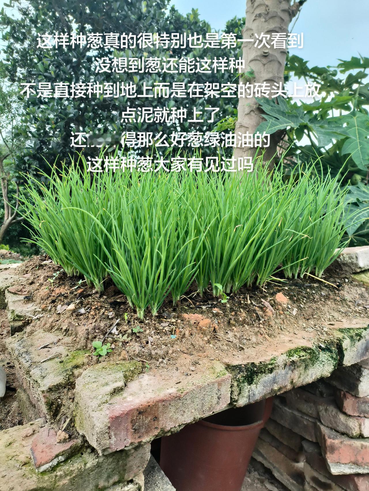 这样种葱真的很特别也是第一次看到
没想到葱还能这样种
不是直接种到地上而是在架空