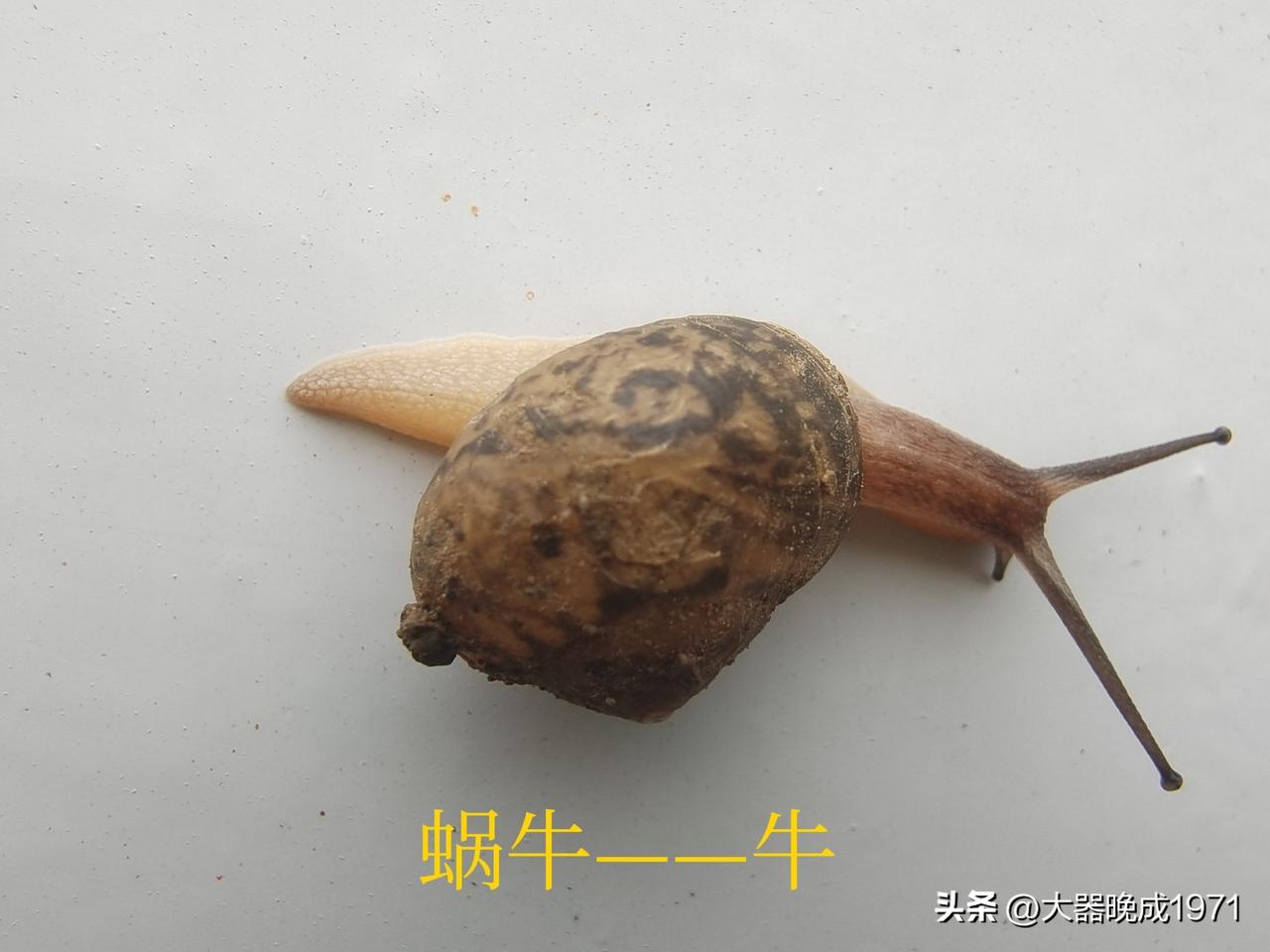 不可相信
缓兵之计
只因中东
台湾看轻
没有精力
暂缓休息
两场战争
知道重轻