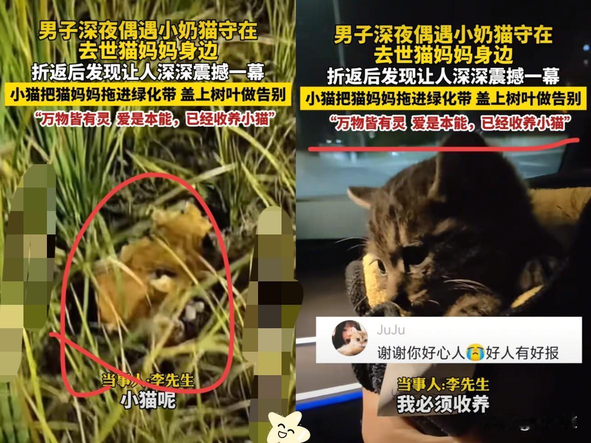 近日，北京，一男子深夜发现一只小奶猫守在去世的猫妈妈身边，当他停车返回去寻找时，