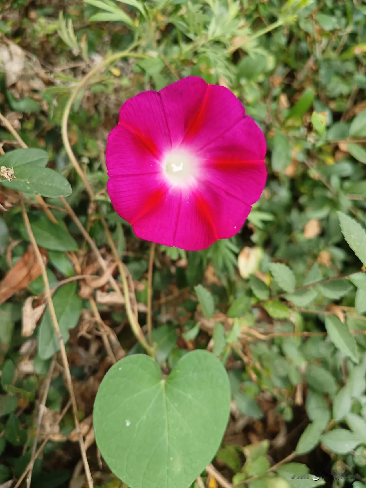 
牵牛花，不言不语，
却以自己的方式，
诠释了生命的坚韧与美丽。