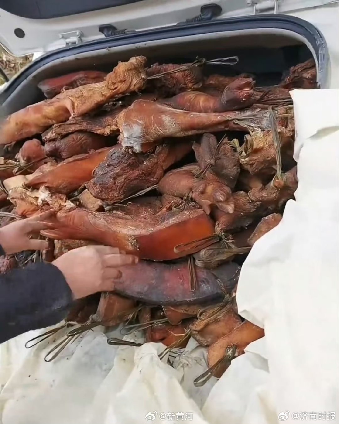 #网友后备箱被爸妈塞了半头猪#【 正月初六返程高峰开启，#全国网友晒同款返程后备