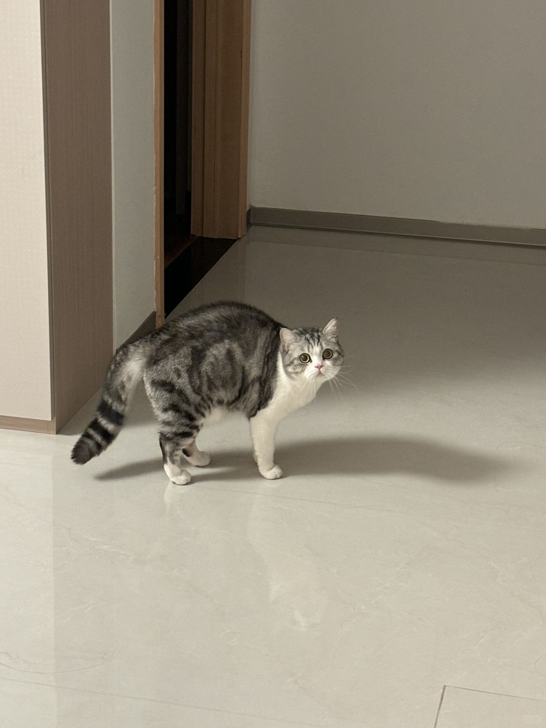 当男朋友第一次来我家时我的猫……不可置信这四个字具象化了[允悲] 
