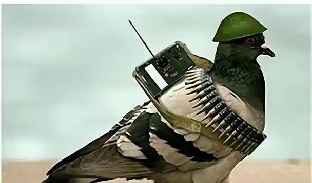 罗布泊一次核试验中，我国放飞50只军鸽，结果只回来45只。科研人员不知道的是，没