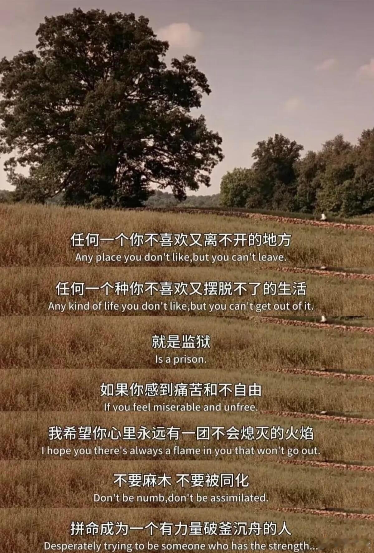 重看肖申克的救赎 依旧被安迪的隐忍与坚守深深触动。人生难免陷入如同肖申克般的迷茫
