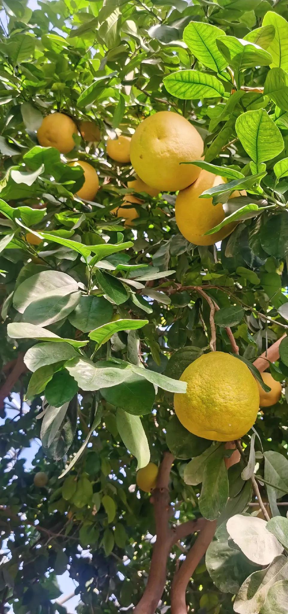 温室里的柚子树，丰收的喜悦！🍊🌞丰收的果树 树的果实很美 枝干结果的果树 果