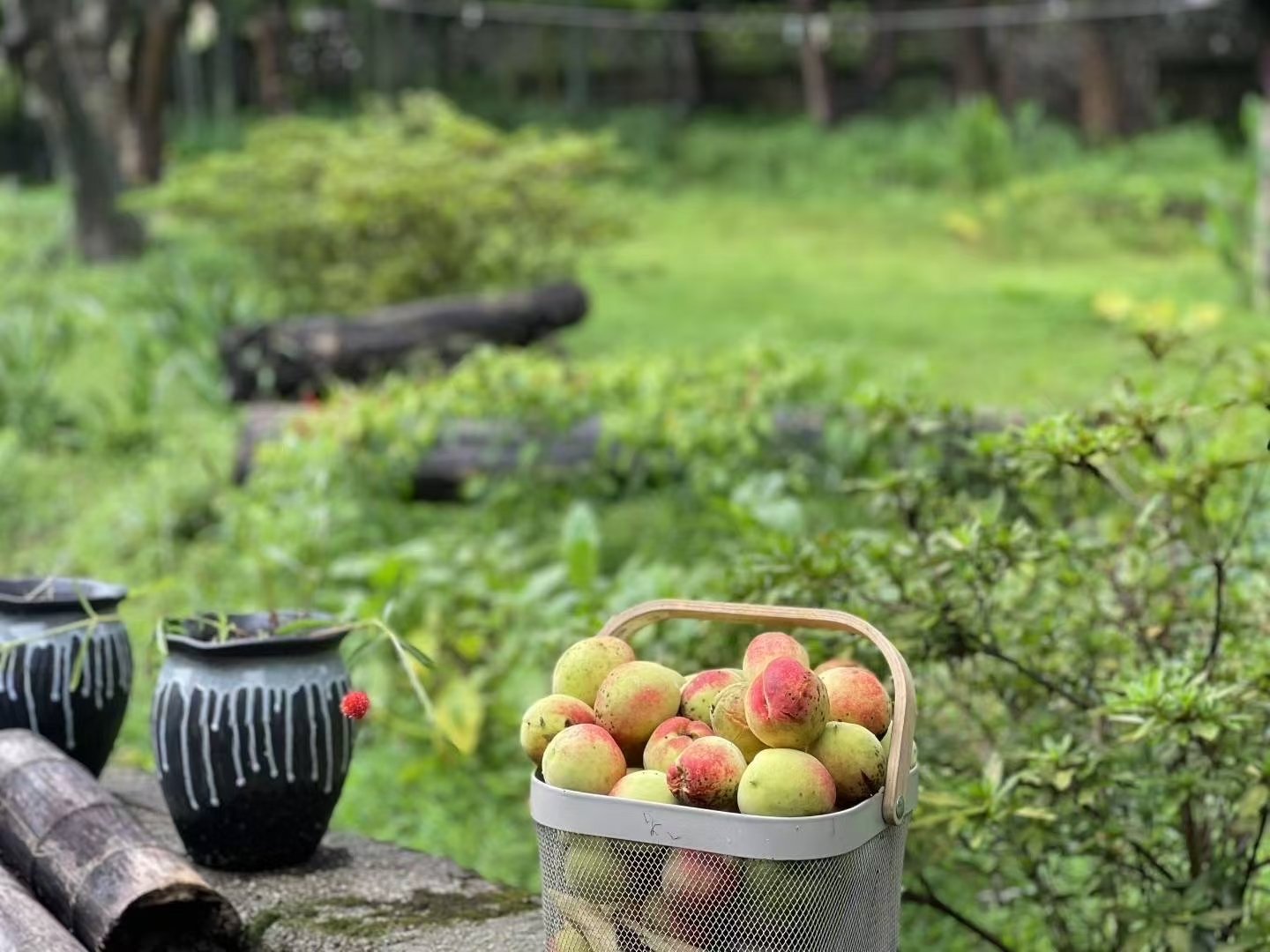 修剪枝叶后，桃子饱吸阳光雨露而变红，虫害也因畏光而遁去。阳光，远不止维生素D那么