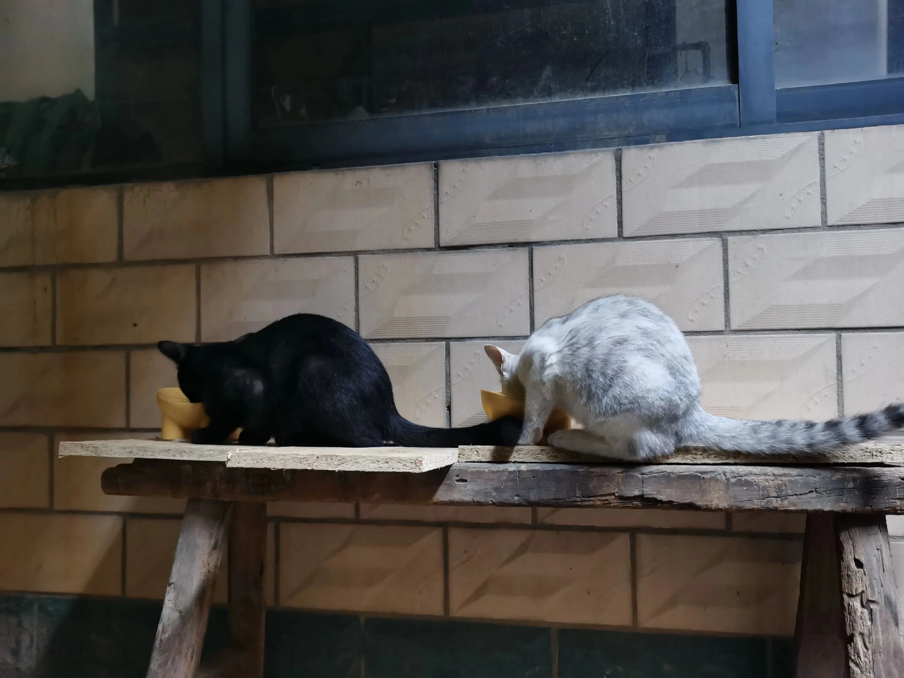 养不熟的猫。感觉有些猫真是天生就养不熟，白猫从小就怕人，看见人就跑，饿...