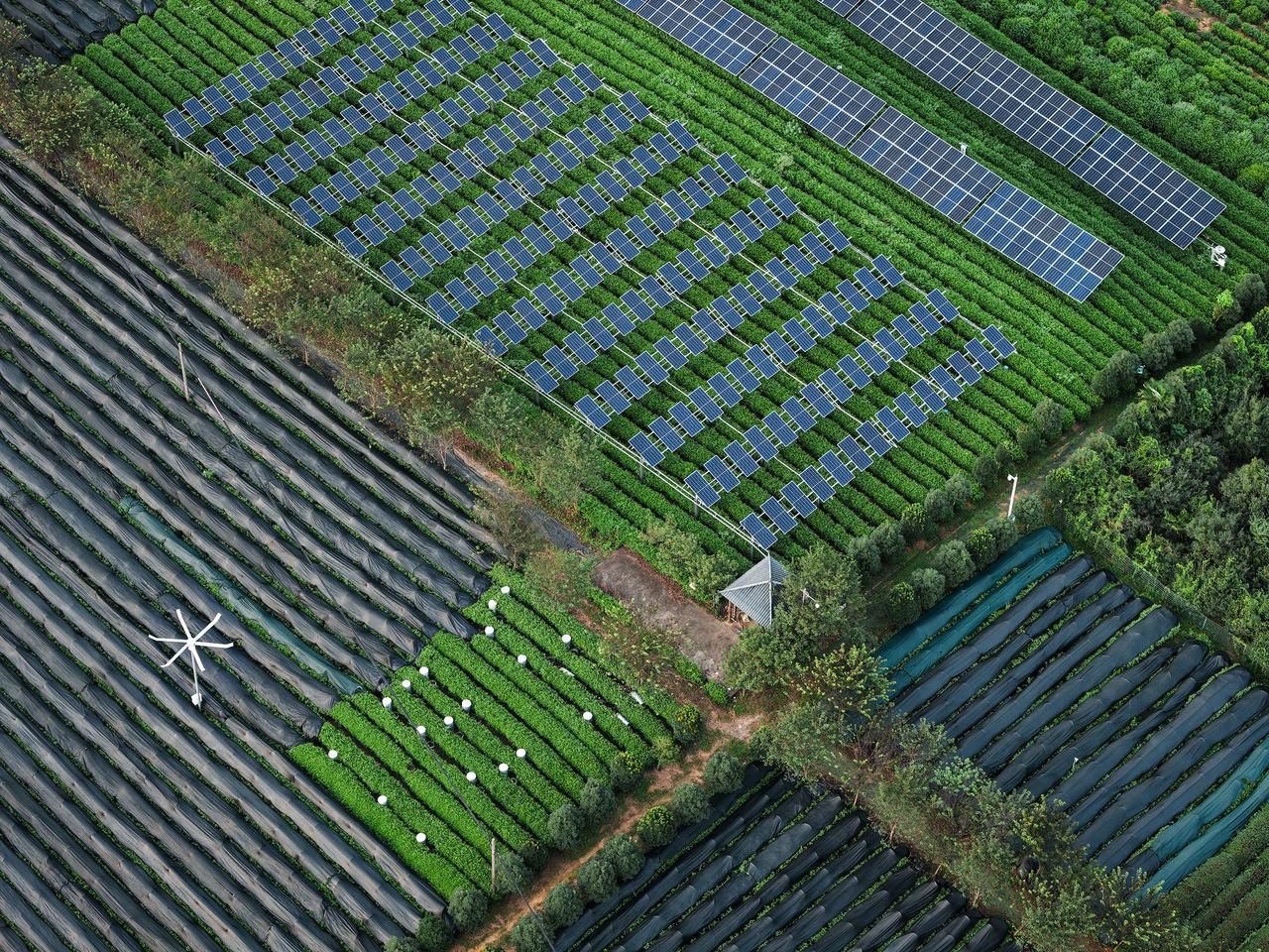 浙江大学茶学实验基地，多种形态的光伏组件安装在茶园中。如何兼顾茶叶需要的光照与发