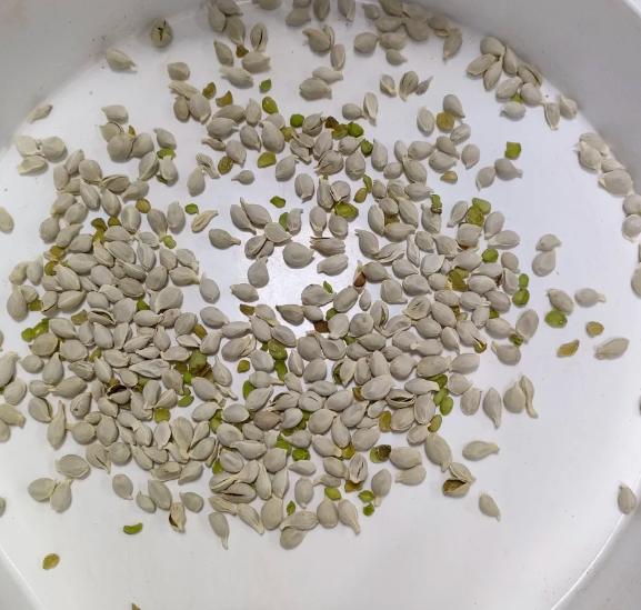 方法很传统，但对付前列腺炎效果很好，坚持21天！

门诊很多慢性前列腺炎患者都存