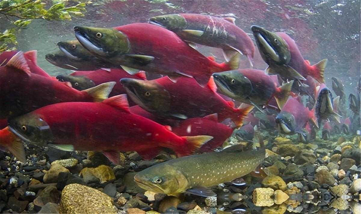 深1637米、装得下25条长江的贝加尔湖，湖里最大的鱼到底能长多大？答案可能颠覆