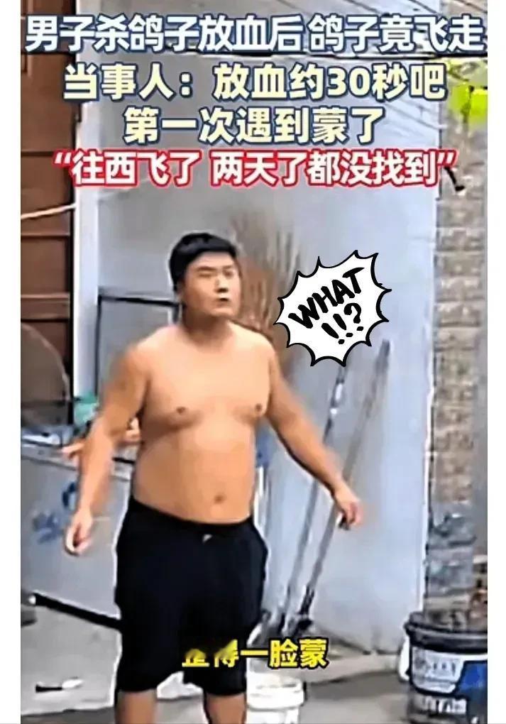 河南开封一男子杀鸽子给媳妇补身体，放完血把鸽子放盆里，结果三四十秒后鸽子扑棱一下