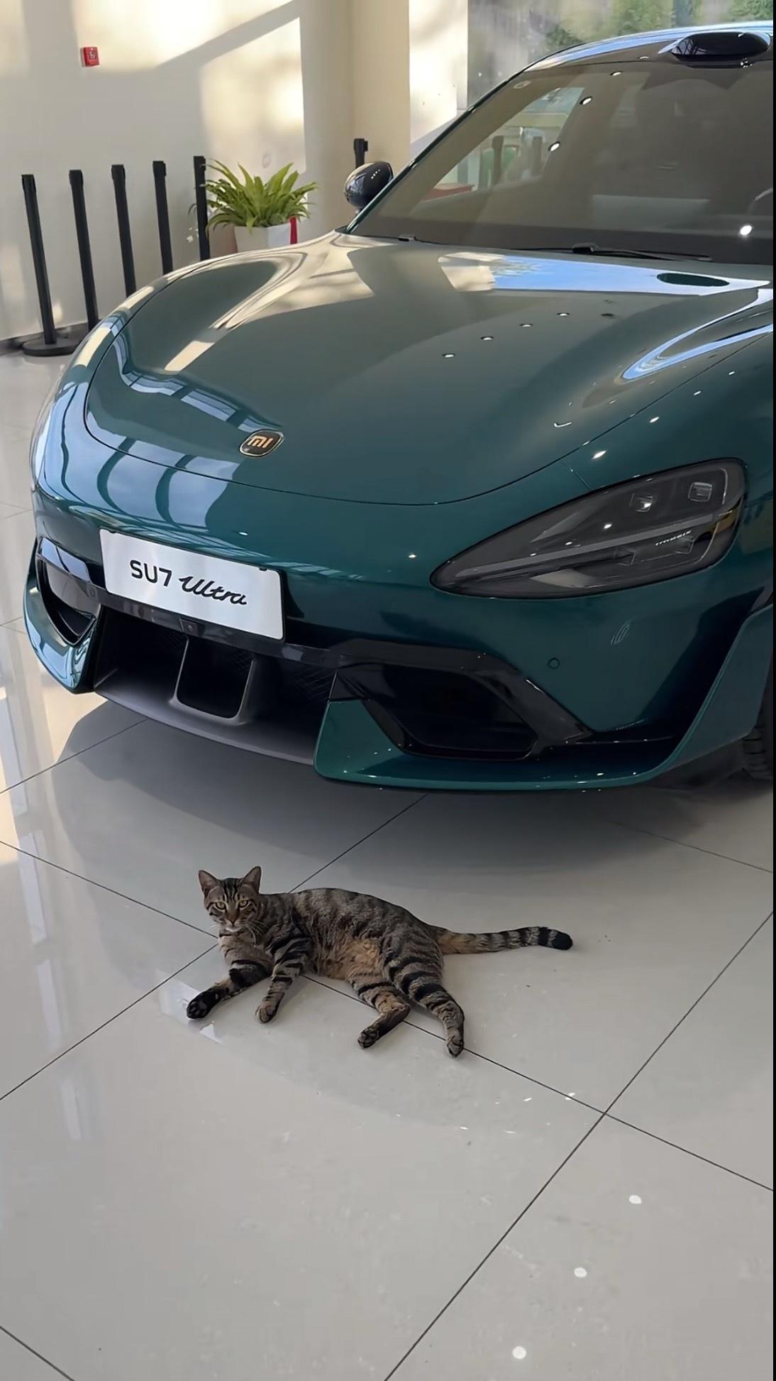 好可爱的狸花猫🐈‍⬛ ​​​