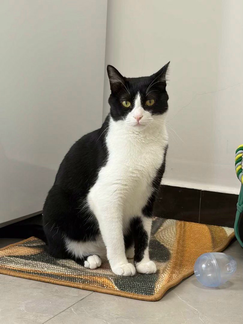 “最近朋友来家里找小猫玩”“拍了700多张照片走”“”daily奶牛猫 （投稿：