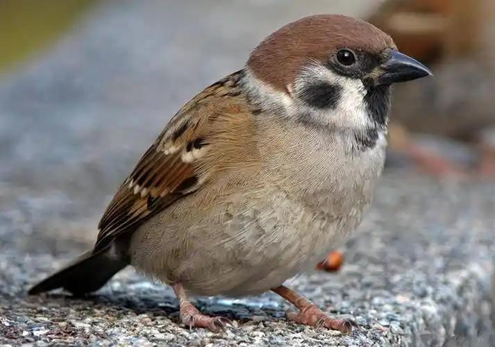 俗话说“一只麻雀等于四两人参”，但是其实麻雀的屎比肉还贵，甚至有人饲养麻雀不为卖