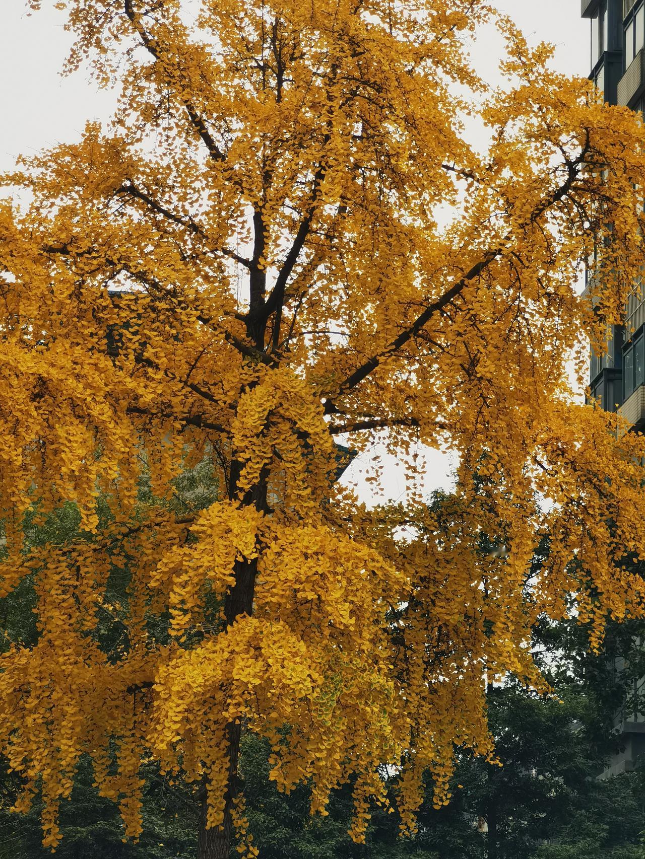 一张图证明秋天来了