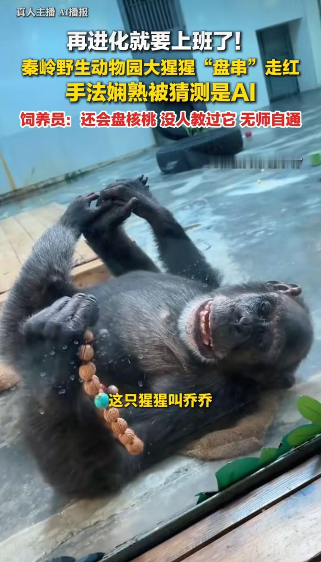 “再进化就要上班了！秦岭野生动物园大猩猩‘盘串’走红，手法娴熟被猜是AI！饲养员