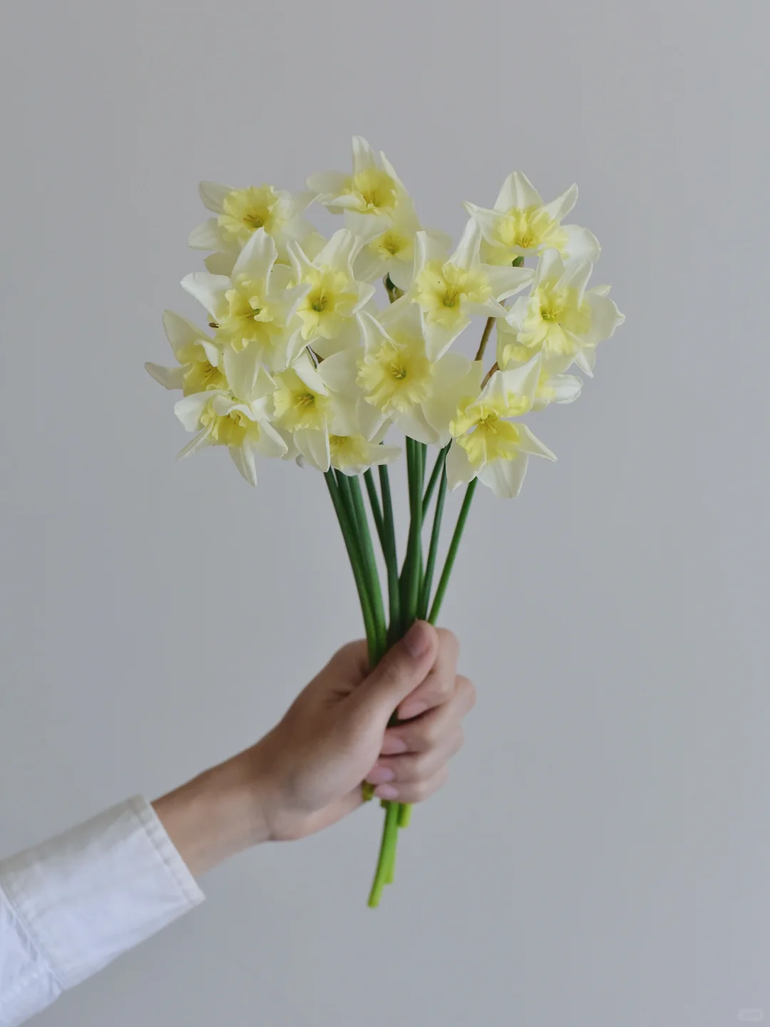 ENS农场洋水仙·Tristar