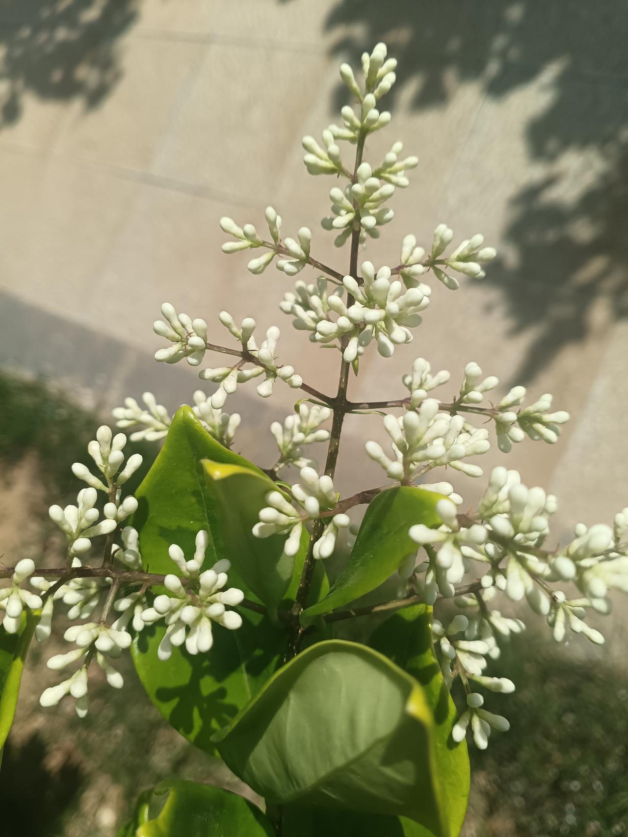 阳光下，女贞花苞缀满枝头，翠叶衬着素白，透着清新的夏日气息。