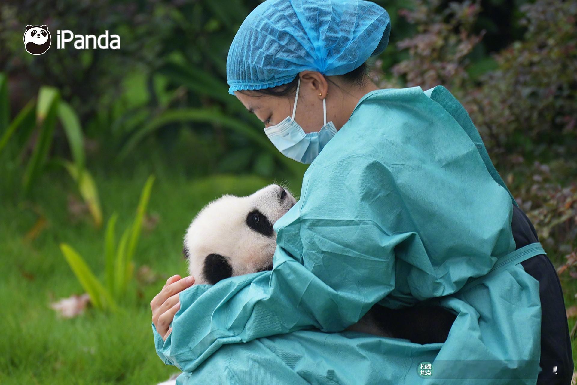(๑•́ ₃ •̀), 你有好多宝宝，分我一只不过分吧！[亲亲] 熊猫基地新生熊