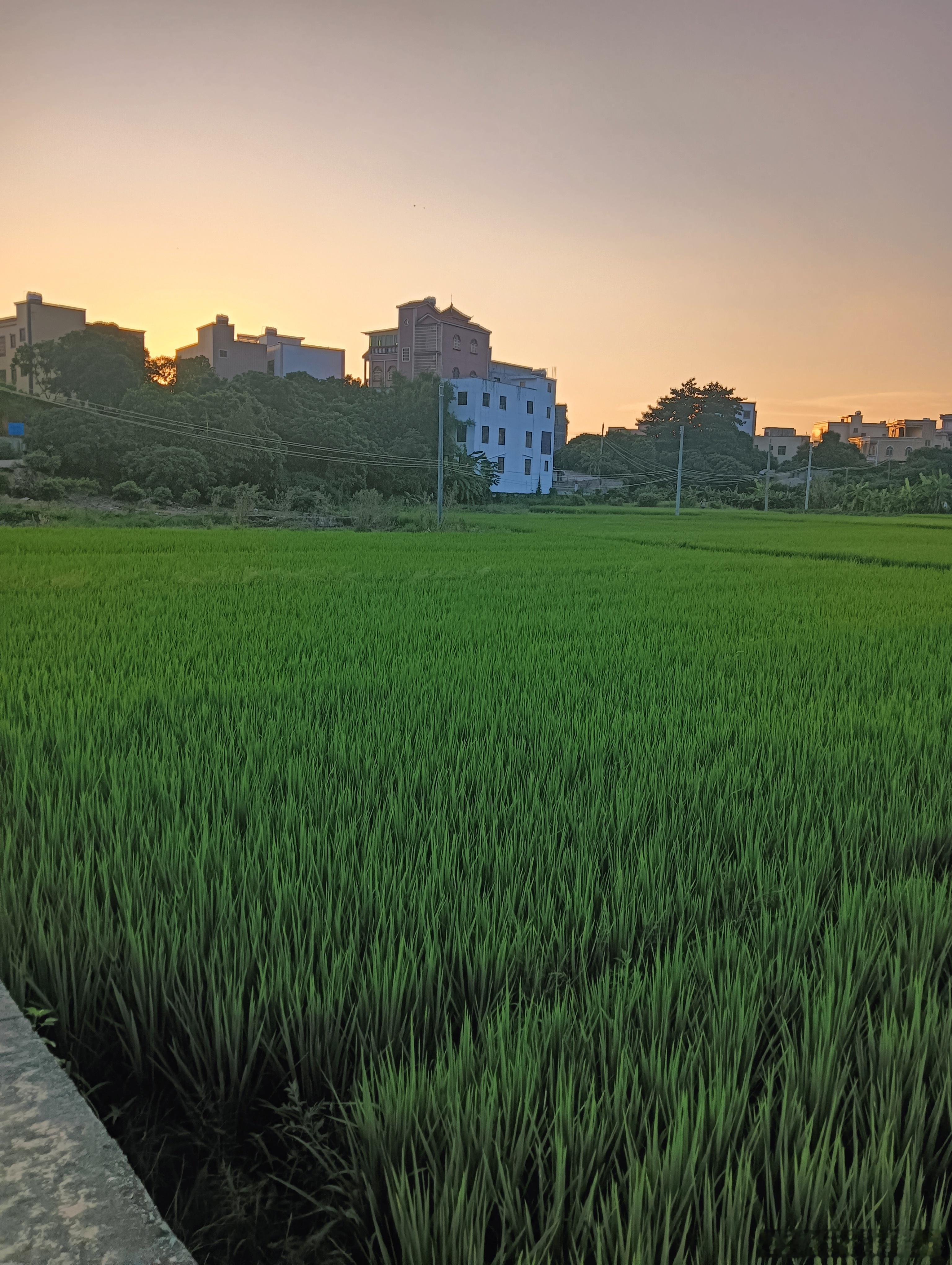 以为中秋节回家就是换个地方躺而已结果被抓来干农活老公说退休的时候就回村种种番薯花