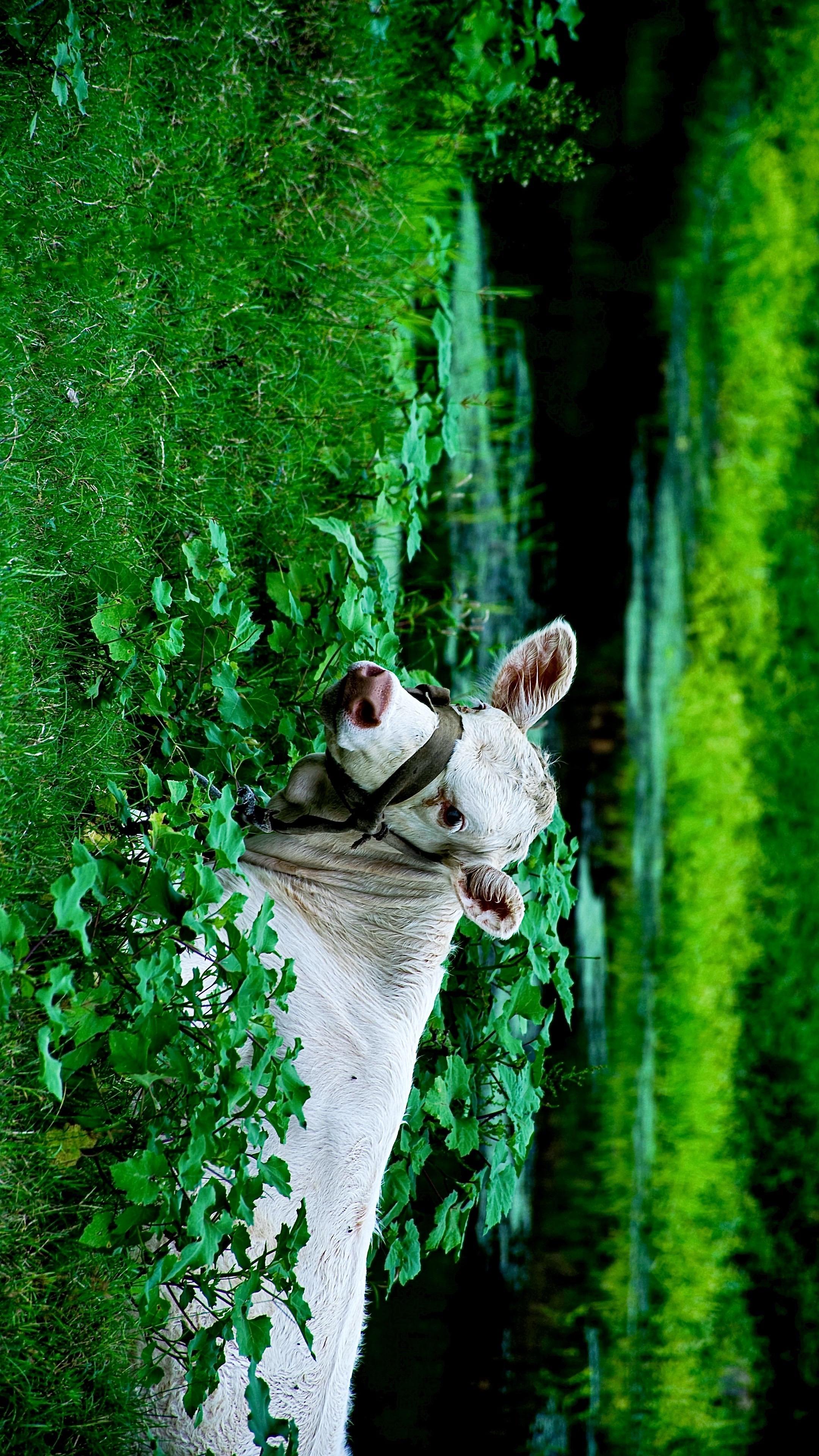 拍到一个牛，真是一头好🐮啊，很听话。