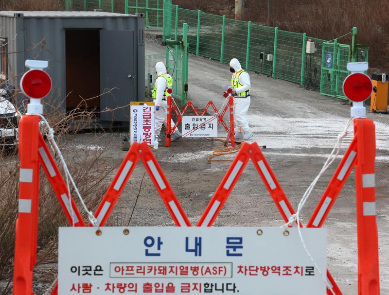 2月8日，韩国非洲猪瘟疫情持续扩散。据财联社消息，京畿道抱川市一家位于首尔以北的