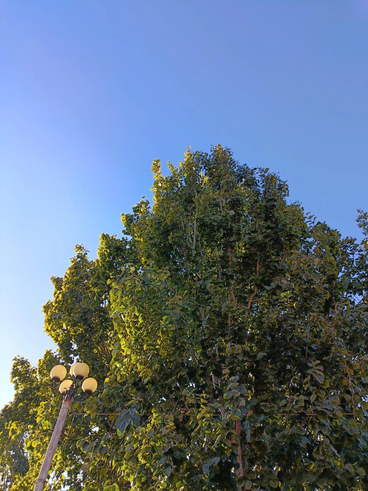 经过昨天小雨洗礼，今天的天空更蓝了。虽说，阵阵寒风吹落泛黄的树叶，使得道路两旁清