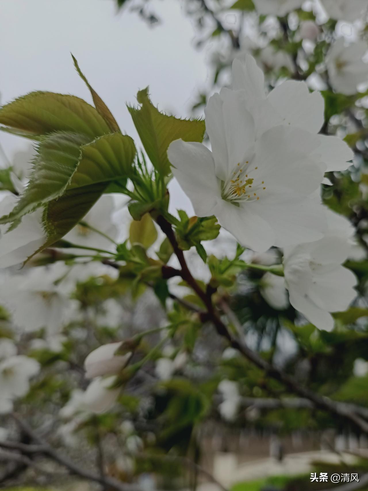 公园里的樱花开了，新叶初展，风里都是温柔的味道。