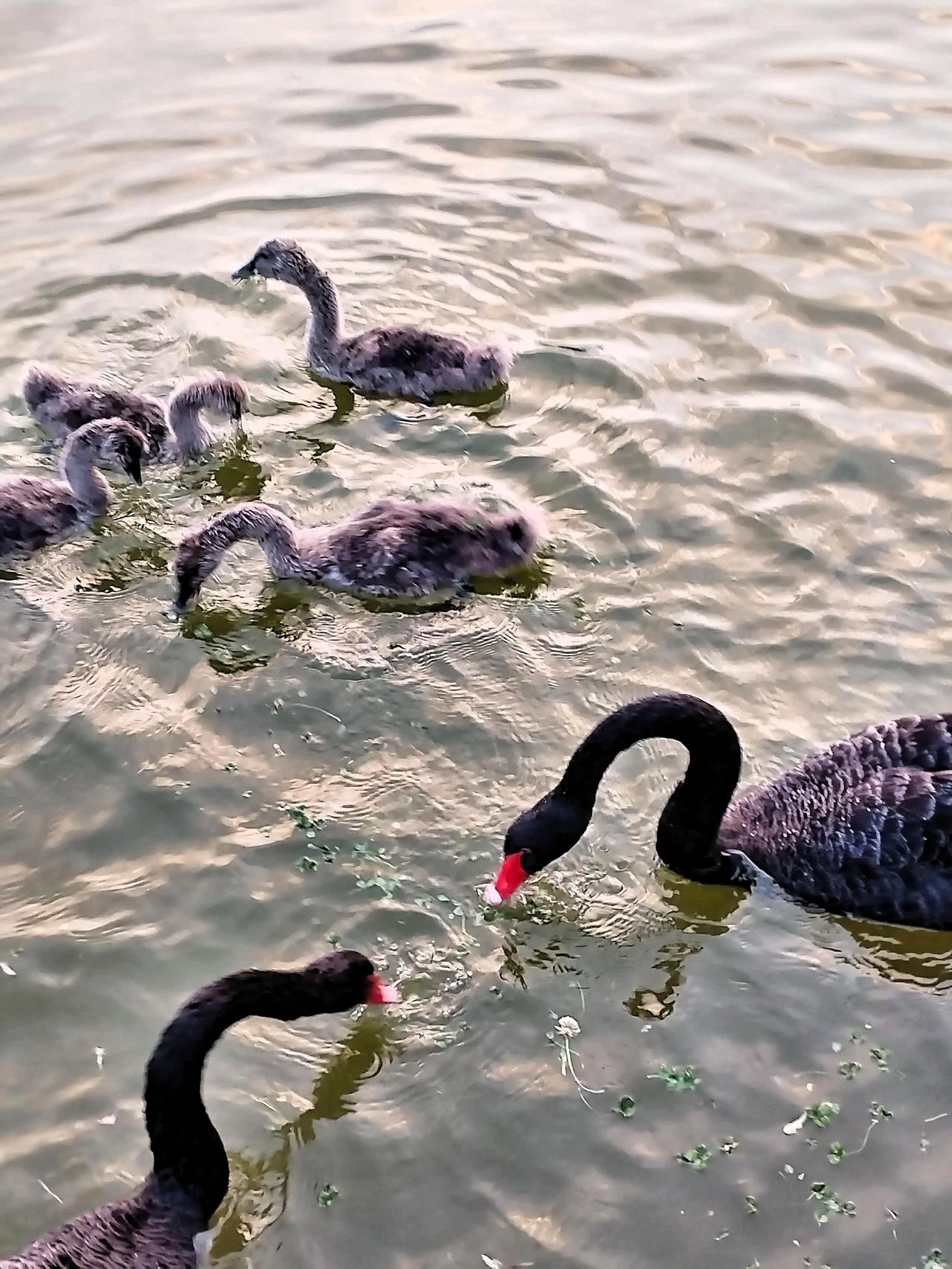 春日生活打卡季 春日生活打卡季，黑天鹅一家在水边嬉戏，惬意非常！🦢💦
今晚去